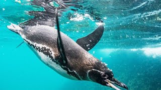 PINGUINO CAZANDO SOBRE UN CARDUMEN DE CORNALITOS