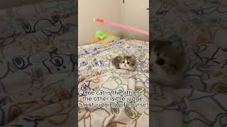 Cat Playtime: Watch These Two Kittens Battle for Their Toys! 😸#shortvideo #shorts #kittens