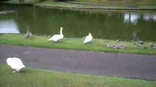 Greenbank Park Cygnets Part 2 July 15