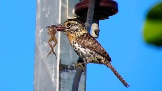 RAPAZINHO DOS VELHOS, (Nystalus maculatus) fura barreira, macuru, joão bobo, cava chão,