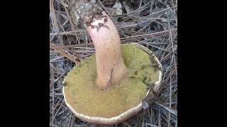 Bolete Mushroom