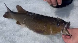 Huge smallmouth bass through the ice #icefishing