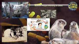 Bubonic Plague alert in China