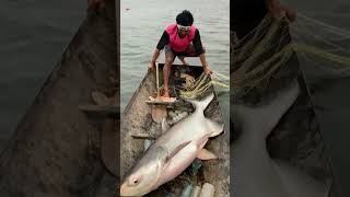 Dapat ikan Patin babon di sungai