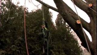 How To Remove A Tree Safely | Cohen and Master