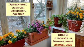 Цветущий зимний балкон. Хризантемы, петуния, лобелия, цинерария, лаванда в горшке а балконе. 2022.