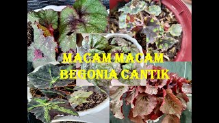 6 Jenis Warna dan Bentuk  BEGONIA koleksi saya yang memikat hati