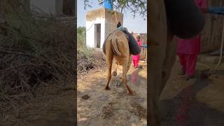 فقراء صحراء ثار يملؤون مياه الشرب على الجمال مثل هذه#animals #donkey #goat