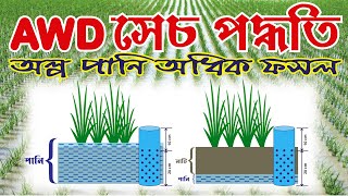 AWD পানি সাশ্রয়ী সেচ পদ্ধতি - Alternate Wetting and Drying #janata