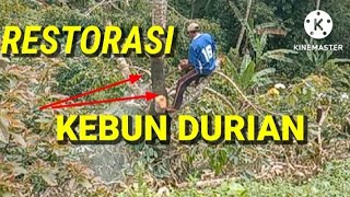 PROSES PERBAIKAN KEBUN DURIAN DENGAN CARA TOP WORKING ‼️