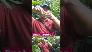 BENTUK DAN RASA BUAH BEMBAN Dinas sp DI HUTAN KALIMANTAN