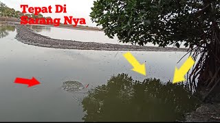 Gak Nyangka!!! Ternyata Dibawah Pohon Bakau Jadi Sarang Ikan Jaer ||  Auto Strek Bertubi-tubi