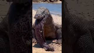 Komodo Dragon Release Fish Amazing Video #Komododragon #animaltheater