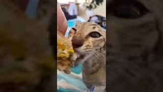 cat eat burger ASMR