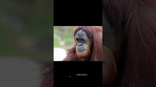 Los orangutanes  En peligro en el paraíso.