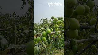 বাউকুল আকারে অনেক বড় ও ফলন দ্বিগুণ Krishi Bicitro - কৃষি বিচিত্র #shorts