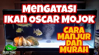 Mengatasi Ikan Oscar Mojok | Ikan Oscar Sakit | Ikan Oscar Miring | #BudyTank