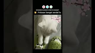 KODAM MACAN BISKUAT #shortvideo #funnyanimal #funny