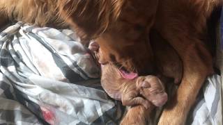 Goldador Pup Being Born