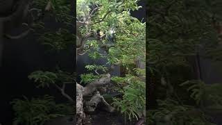 Bonsai viral seharga ratusan juta‼️#shorts #shortvideo #bonsai #viral #pameran #unik #trending