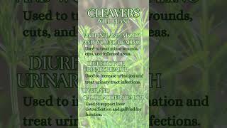 Cleavers - Galium Aparine