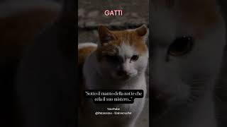 Sotto il manto della notte che cela il suo mistero #gatto #animali #aforismi #frasedelgiorno