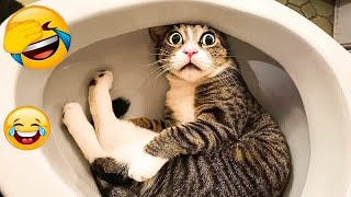 Crazy animals will make you LAUGH TO DIE🤣Funniest cats and dogs🐶