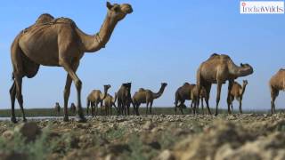 Rann of Kutch: Wandering with Camels | Behind the Scenes