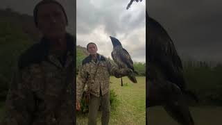 Bearded Vulture | Burung pemakan tulang #shorts #animal