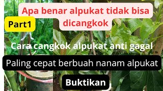 part1 cara cangkok!! alpukat paling cepat berbuah