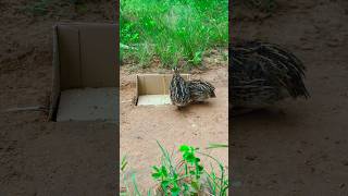 Bird Trap Amazing using Box / Hole  #shorts