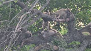 Baboon tea break