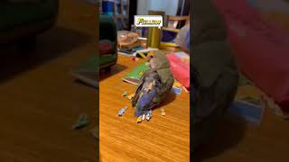 Smart and lovely little budgies #part-1