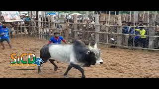 Soriparaipatti Jallikattu | sicd