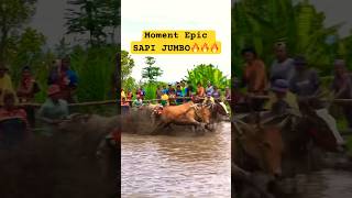 PACU JAWI (STORY) Pacu jawi terbaru. Epic moment sapi jumbo di #event #pacujawi #westsumatera