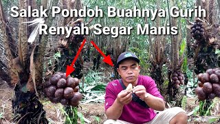 Salak Pondoh Buahnya Renyah Sekali Kalau di Makan di Kebunya