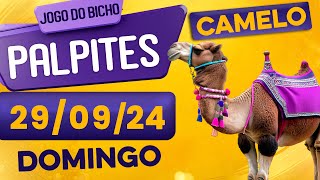 PALPITE DO DIA 29/09/2024 - JOGO DO BICHO 🍀 TODAS AS LOTERIAS 🍀