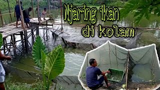 Jaring ikan di kolam//sortir ikan kecil dan besar