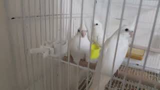 Smart and lovely little budgies #part-1