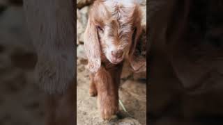 Cute goat babys #kuzu #babys #perfect #doğasever #natural #keşfet #koyun #kuzucuk #köpek