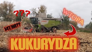 💥lexion w błocie 💥| KOSZENIE QQRYDZY 2020| LEXION 760& DOMINONI