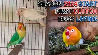 MY LOVEBIRDS MUTATION BREEDING PROGRESS 😍 | FIRST CLUTCH EGG LAYINGS START | AA BIRDS INFORMATION