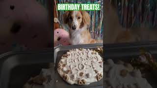 🌹🎂BIRTHDAY TREATS🐕🎉 #doglover #happybirthday #dogmom #collie #cutedog #dogshorts #funnydogs #treats