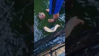 Mengejutkan Di Kolam Ada Ikan Lele Putih #videoshorts