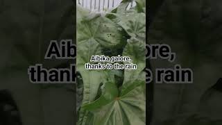 Aibika galore