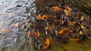 KOI Fish in pond HD