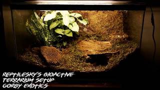 Gorby Exotics - ReptileSky BioActive Terrarium Setup