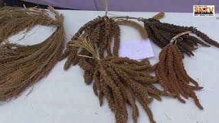 Millets varieties live display and quality processes, Millet eps-5