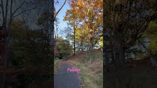 Foliage 2024 #foliage #fall #shortvideo