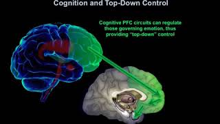 The Neurobiology Underlying Physician "Burnout"